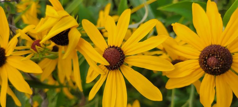 Close-up of bright yellow wildflowers with dark brown centers against green foliage