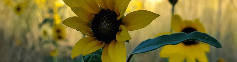 close up of a yellow flower in the shade in a meadow